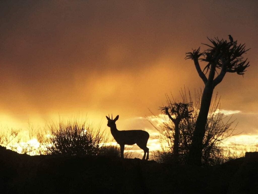 Klipspringer Sunset